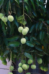 This image showcases a mango tree (Mangifera indica) with unripe green mangoes hanging from its branches