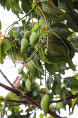 Fresh Green Mangoes Hanging on a Tropical Tree