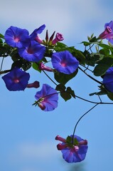 空に伸びた蔓に咲く朝顔の花です。