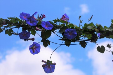 空に伸びた蔓に咲く朝顔の花です。