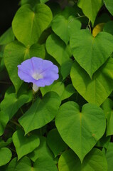 葉っぱの間から咲きている朝顔の花です。