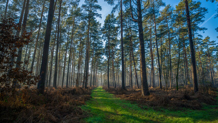 Waldweg im Winter