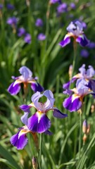 Delicate purple iris flowers bloom in a lush garden, purple, floral, iris