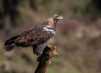 Iberian imperial eagle in flight perched on a tree trunk