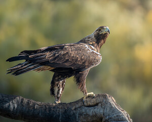 Iberian imperial eagle in flight perched on a tree trunk