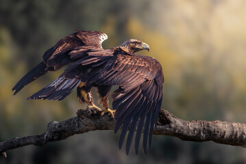 Iberian imperial eagle in flight perched on a tree trunk