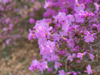 Purple color flowers