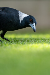 Magpie on the hunt for food