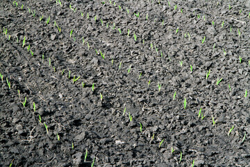 Cultivated agricultural field with young onion shoots. Spring shoots of natural vegetables.