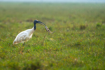 The Black Headed Ibis is a species of wading bird of the ibis family with its Kill,