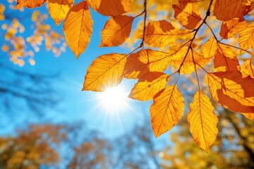 Obraz premium Vibrant orange autumn leaves against a sunny blue sky. Perfect for fall themes, nature blogs, or seasonal designs.