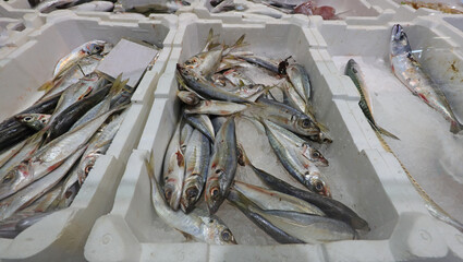 many fresh blue fish freshly caught for sale at the fish market on polystyrene trays to preserve...