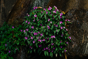 wild flowers on rocky hills