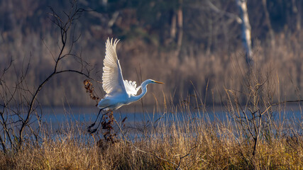 ein Silberreiher im Flug