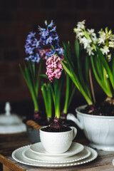 Spring elegant wedding or Easter celebration table decor. Festive white china, floral decoration with blooming bulbous hyacinth. Dark background. Springtime home gardening