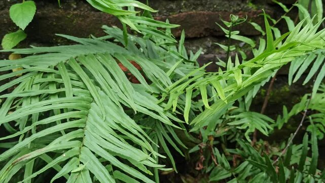 Fresh green Pteris vittata leaves with elegant, narrow fronds displaying natural patterns and vibrant textures, perfect for botanical and nature-themed visuals.