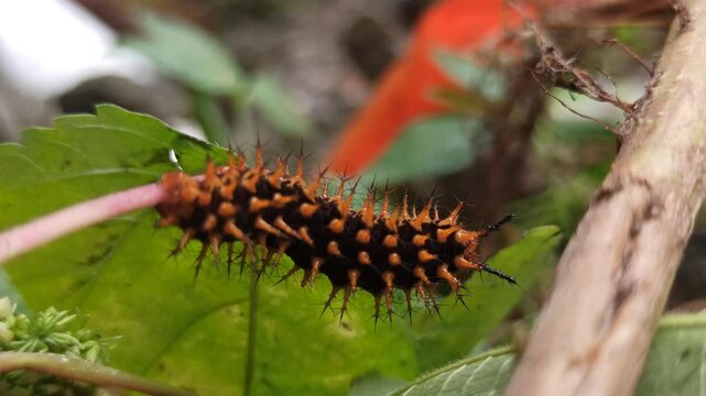 the yellow black caterpillar