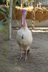 portrait of Turkey at countryside.