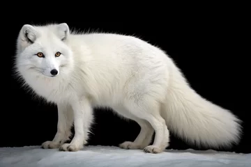 arctic fox isolated on black background