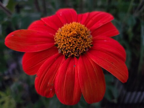 red dahlia flower