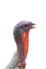 portrait head of Turkey isolated on white background. This has clipping path.