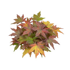 Fototapeta premium Autumn Maple Leaves Colorful Abstract Background