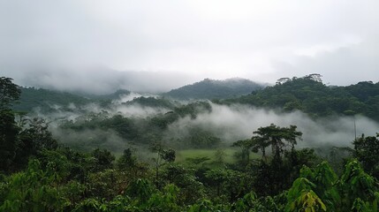 Fototapeta premium A misty rainforest after the rain, lush and fresh