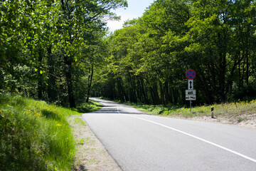 The road that lies in the midst of a dense forest, illuminated by the evening light shining on it