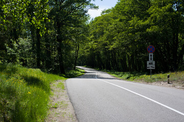 The road that lies in the midst of a dense forest, illuminated by the evening light shining on it