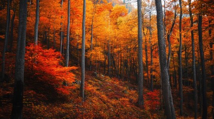 Obraz premium A mountain forest during fall, with bright orange