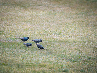 a group of starlings on a green meadow