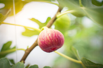 Fig Fruits with leaf on Figs tree. Beautiful sweet fresh organic figs in green house farm Healthy vegan food.