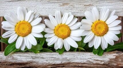 Obraz premium Three Daisies in Rustic Wooden Box Simple Beauty of Floral Arrangement Fresh Springtime Still Life