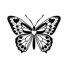butterfly vector illustration