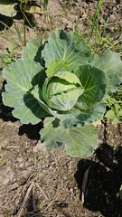 Naklejka premium Cabbage, lettuce .