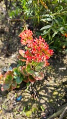 red and yellow flowers