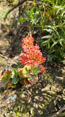 red and yellow flowers