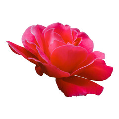 Stunning red and pink rose isolated on white. Perfect for wedding invites, cards, and digital designs