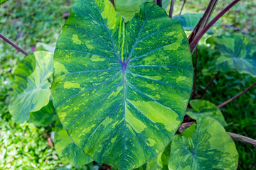 green leaves in the forest
