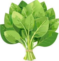 Art & Illustration Spinach