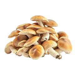Fototapeta premium Pile of Fresh Mushrooms with Brown Caps Isolated on Transparent Background