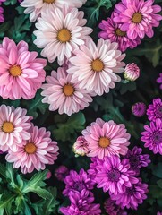 Colorful Arrangement of Pink and Purple Daisies with Lush Green Foliage, Perfect for Spring Garden or Floral Inspiration in Natural Setting
