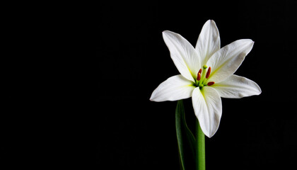 Obraz premium White lily flower against black background