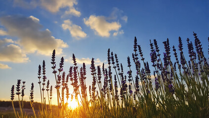Lavender field at sunset