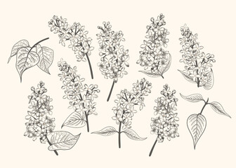 Set with lilac flowers and leaves. Black and white. Vintage spring poster. Vector botanical illustration. Engraving.