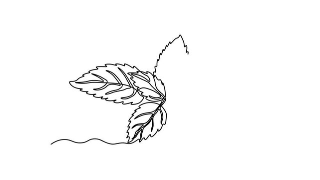 Abstract mint leaves, peppermint, spearmint. Self drawing animation one continuous line draw, logo