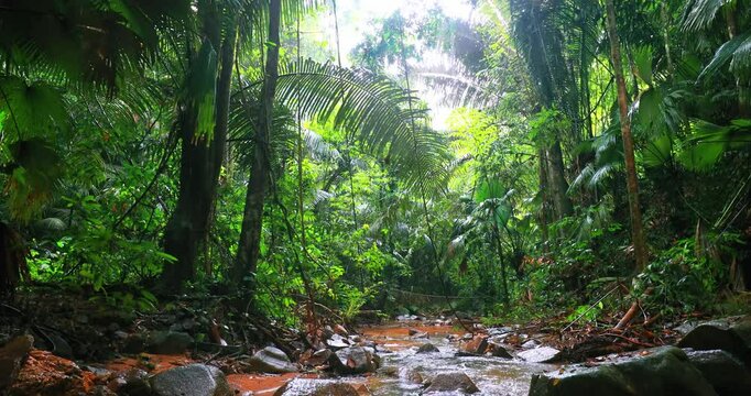 Creek stream flows through jungle forest with wet stones and plants during rain in humid climate of Amazon forest reserve. Vibrant flora thrives in this natural environment