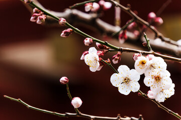 Close-up of cherry blossoms blooming on a branch, symbolizing spring in Tokyo, Japan. Delicate white petals and pink buds highlight the beauty of sakura season and nature’s renewal.