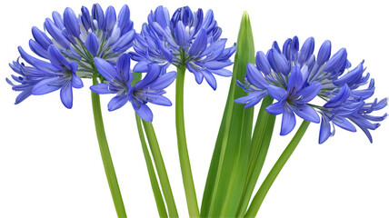 Agapanthus