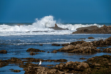 Powerful waves break on rocky shore in Essaouira, Morocco on a bright, sunny day.